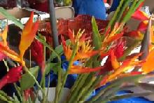 Flowers at Hilo Farmers Market